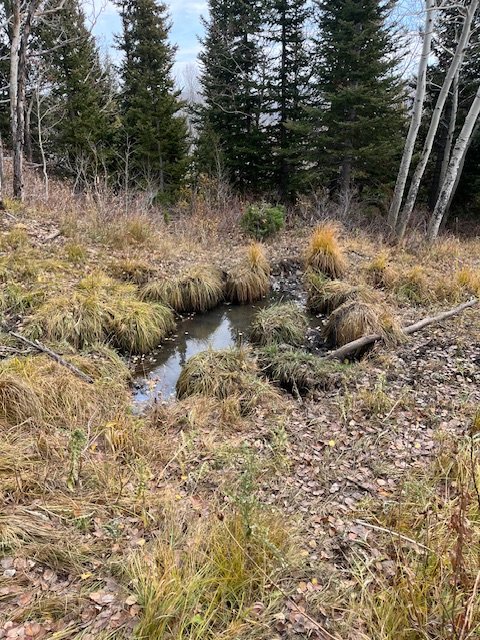 IMG_4532.jpeg IMG_4532.jpeg