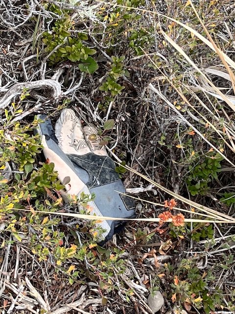 IMG_4533.jpeg IMG_4533.jpeg