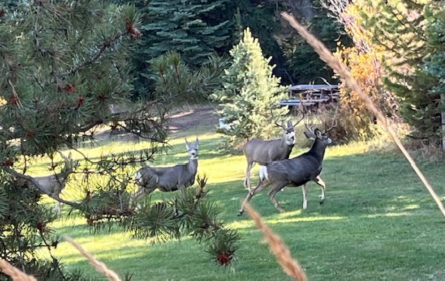 IMG_4542.jpeg IMG_4542.jpeg