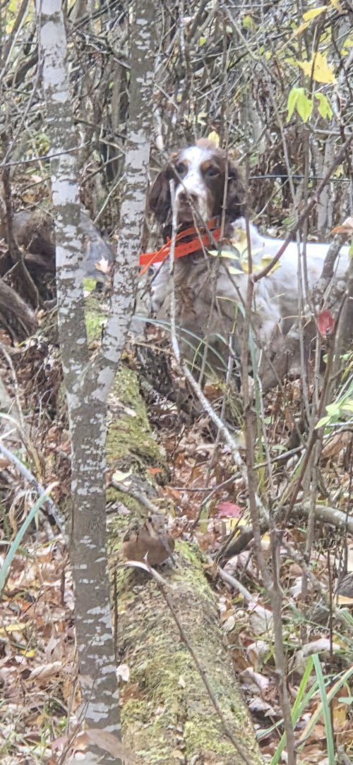 Screenshot_20251017_183325_Gallery.jpg Screenshot_20251017_183325_Gallery.jpg