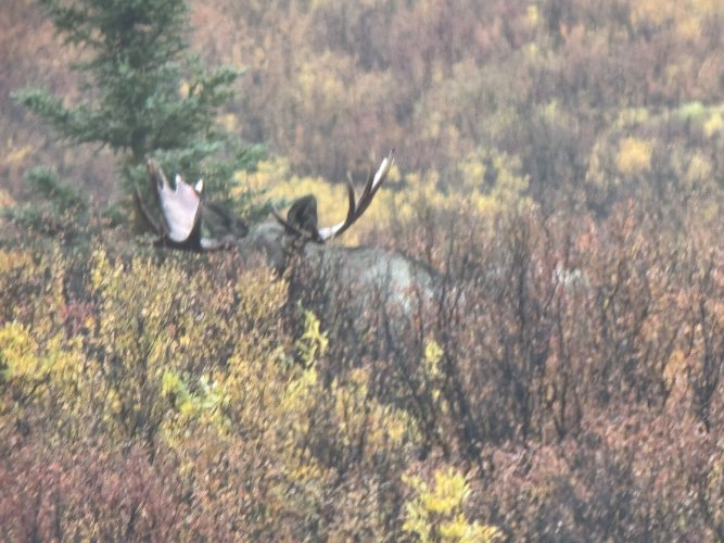 Moose off trail.jpeg Moose off trail.jpeg