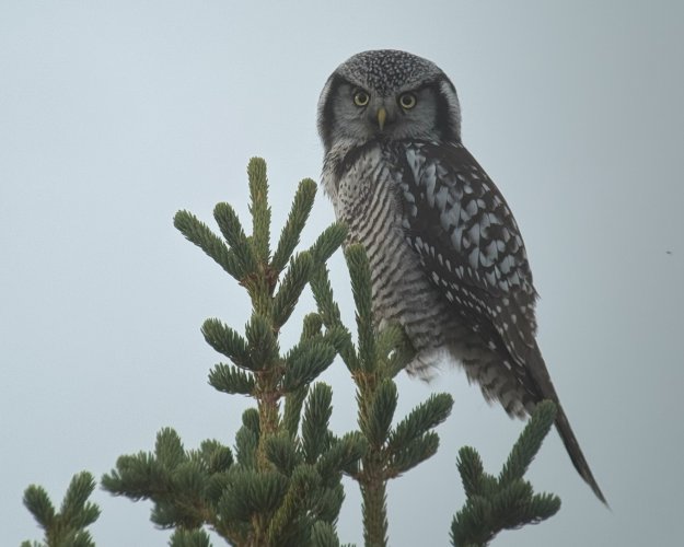 owl.jpg