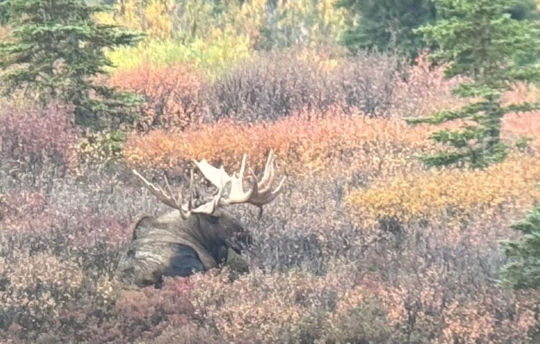 sept6 Bull.jpg sept6 Bull.jpg