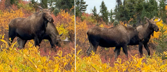 cow&small bull.png cow&small bull.png