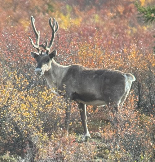 bou.jpg