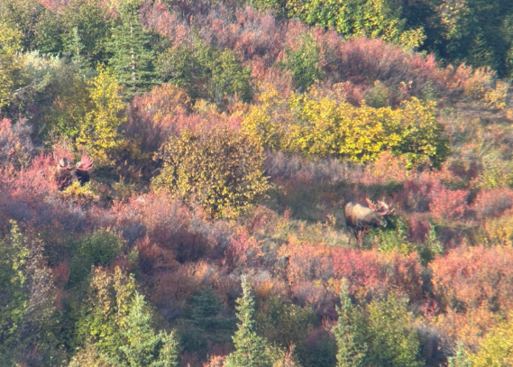 2 bulls.png 2 bulls.png