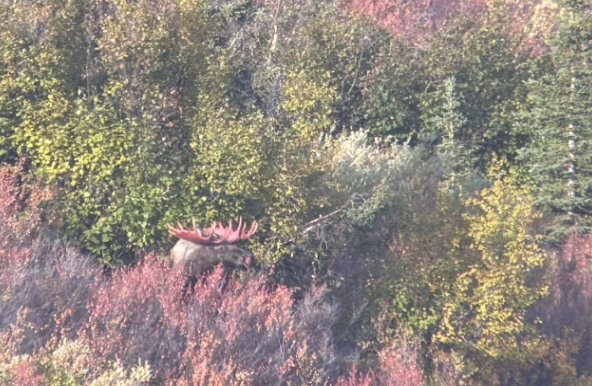 red bull.png red bull.png