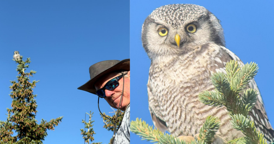 owl buddy.png owl buddy.png