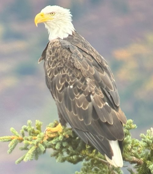 eagle.jpg