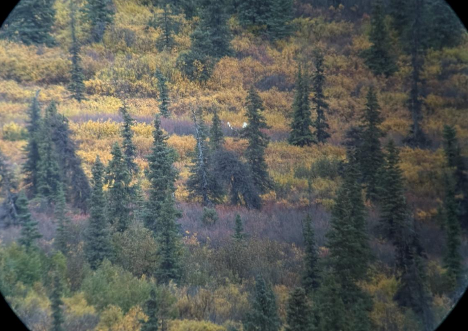 Big bull.png Big bull.png