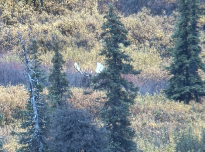 Big bull2.jpg Big bull2.jpg