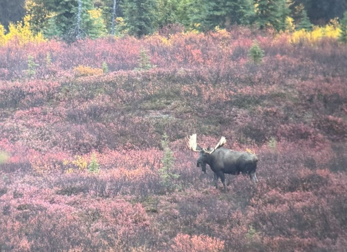 Big bull3.jpg Big bull3.jpg