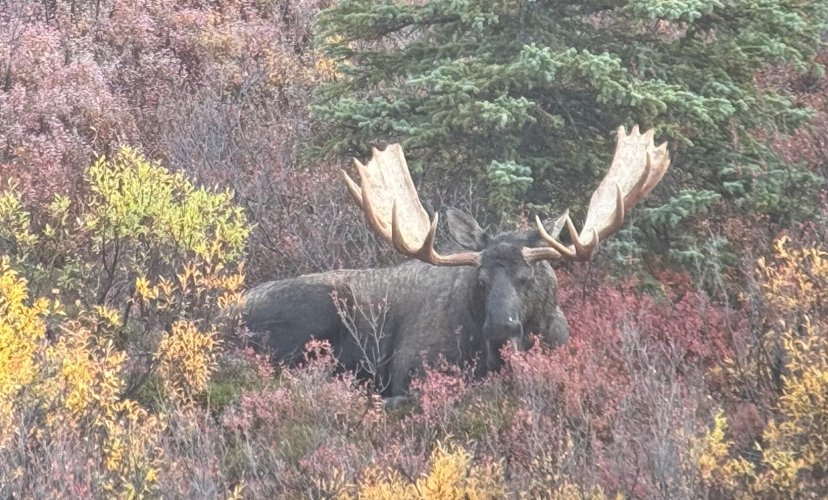 Big bull bedded.jpg Big bull bedded.jpg