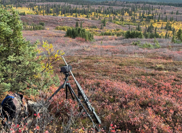 Big bull down2.png Big bull down2.png