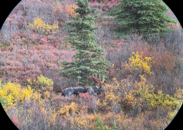 Big bull down.png Big bull down.png