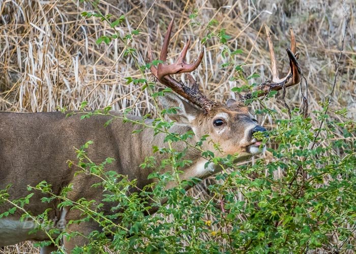 August 2024 a-3641.jpg