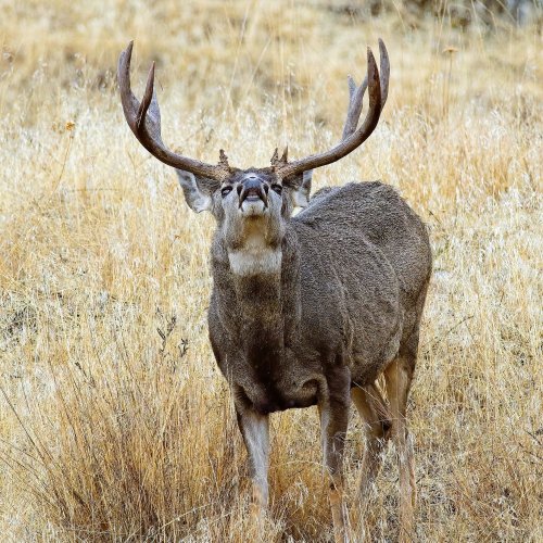 muleybuck_flehman_response.jpg