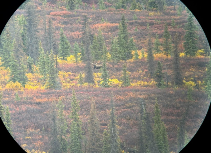 sherman moose.png sherman moose.png