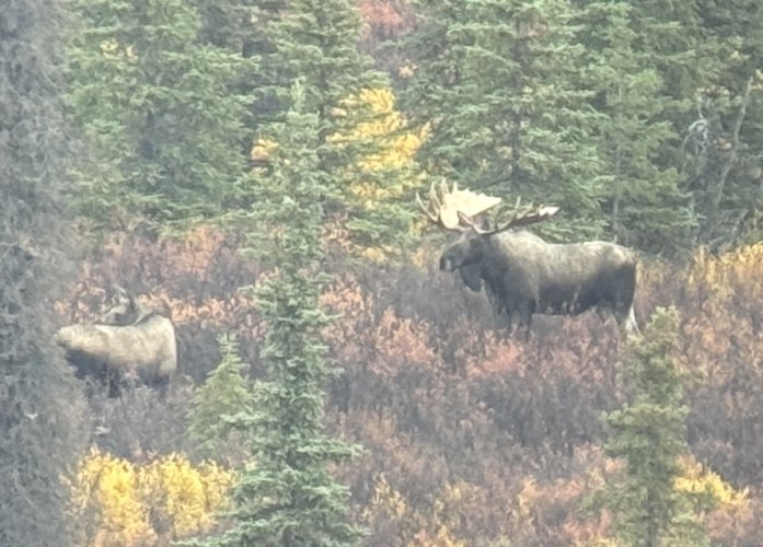 sherman moose1.jpg sherman moose1.jpg