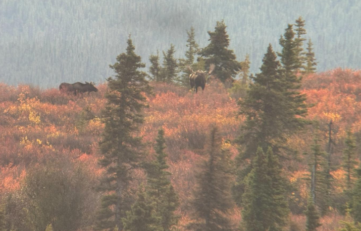 Bull moose & fork.png Bull moose & fork.png