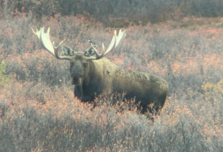 50 bull.png 50 bull.png