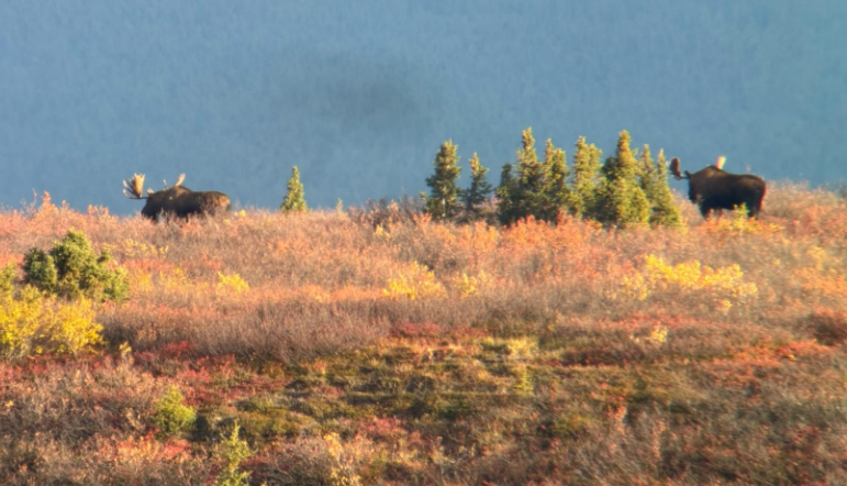 two bulls.png two bulls.png