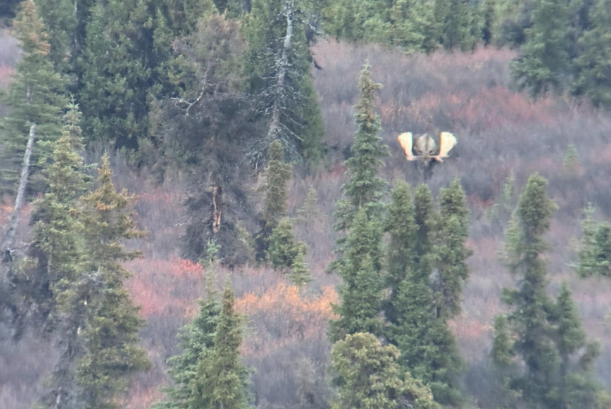 Sherman Tank Moose.png Sherman Tank Moose.png