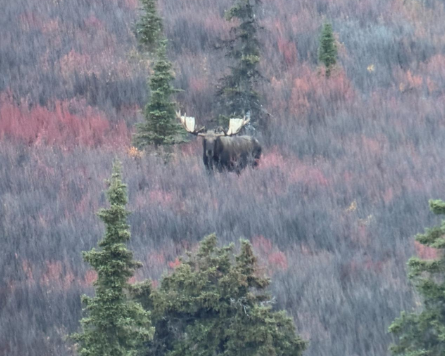 Sherman Tank Moose1.png Sherman Tank Moose1.png