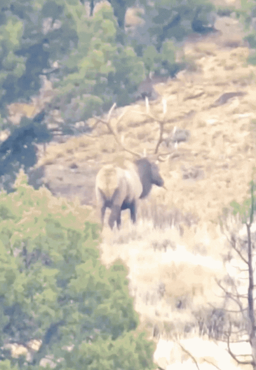 Untitled design 3.gif