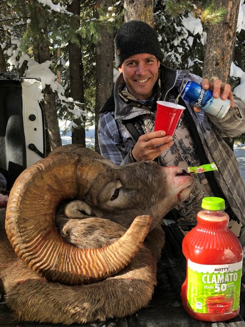 sheep 2.jpg sheep 2.jpg