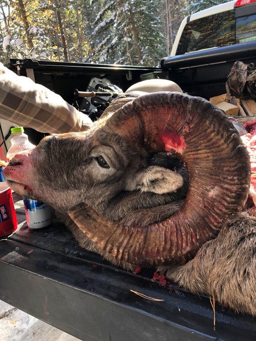 sheep 1.jpg sheep 1.jpg