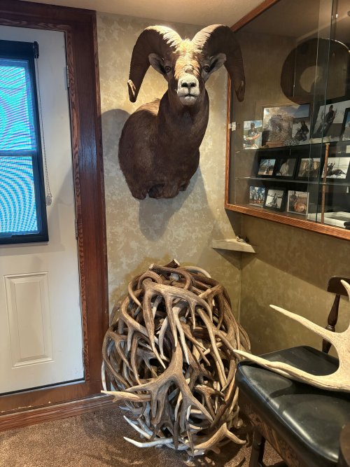 2019 sheep.jpg 2019 sheep.jpg