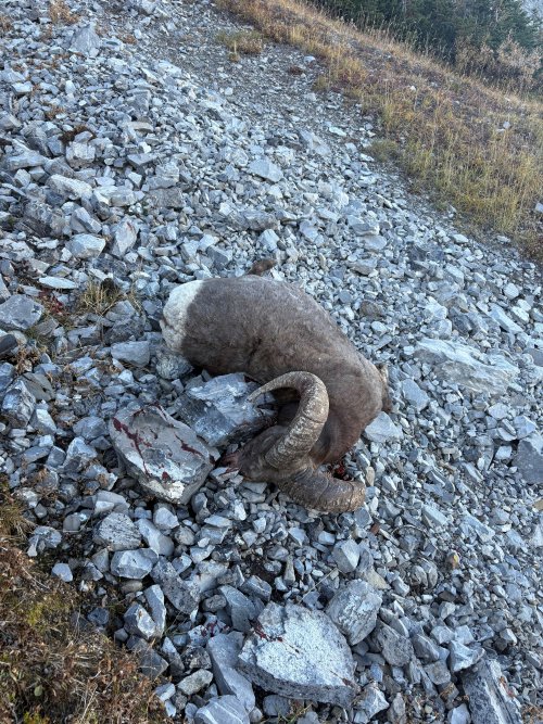 2025 BH sheep.jpg