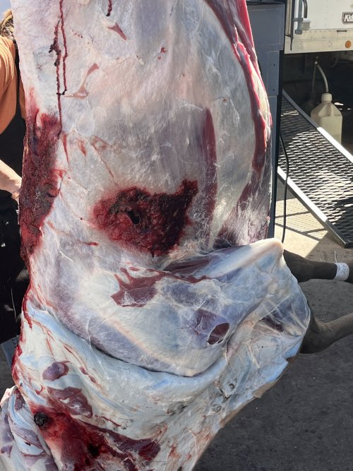 IMG_4363.jpeg IMG_4363.jpeg