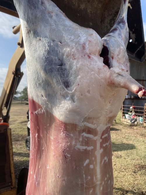 IMG_7558.jpeg IMG_7558.jpeg