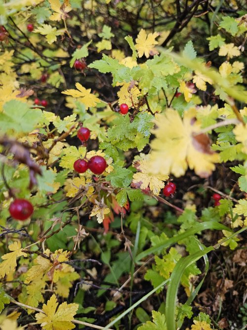 1000006215.jpg 1000006215.jpg