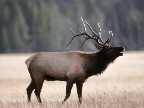 bulkupload_animal-wallpapers_Deer_Bull-Elk-1.jpg