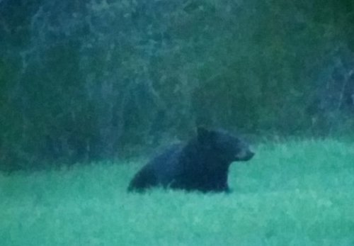Bedded bear 2.jpg