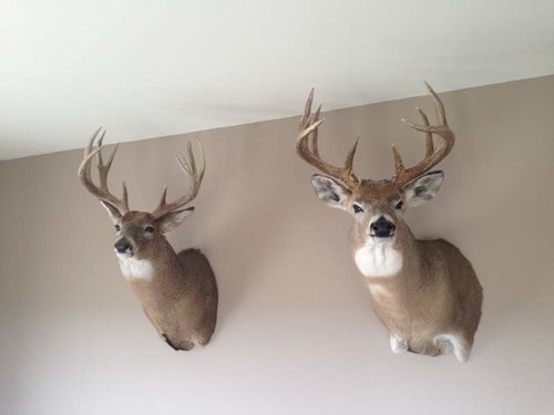 IMG_2499.jpg IMG_2499.jpg