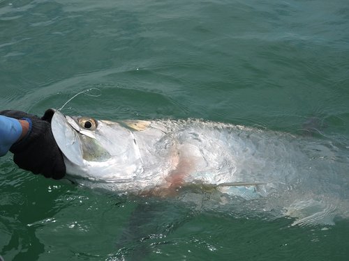 HT tarpon #2 hands reduced may 2016.jpg