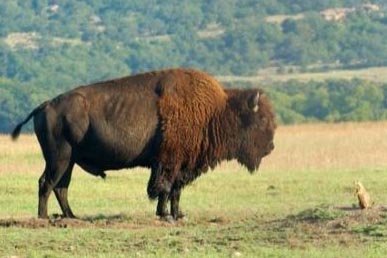 bisonpdog.jpg