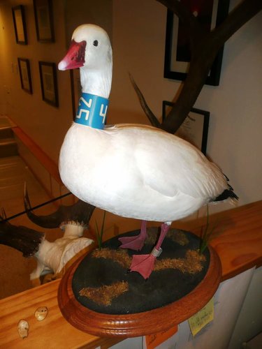 mounted goose 001.jpg