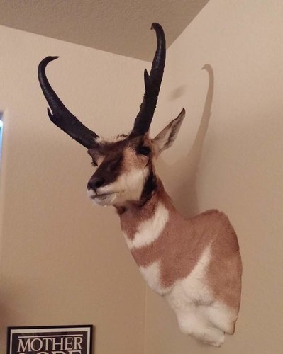 2015 Angelop Mount.jpg