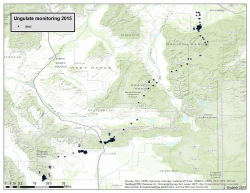 Reno deer to MT 2015.jpg Reno deer to MT 2015.jpg