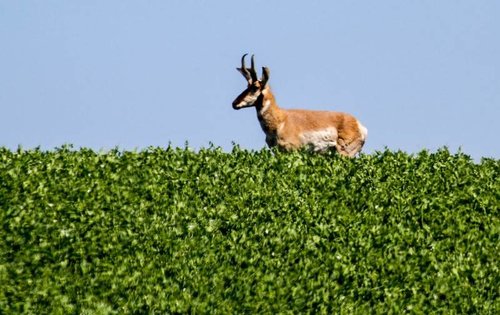 Antelope3.jpg Antelope3.jpg