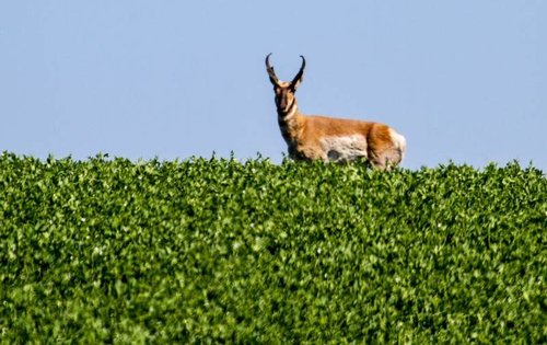 Antelope2.jpg Antelope2.jpg