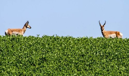 Antelope1.jpg Antelope1.jpg