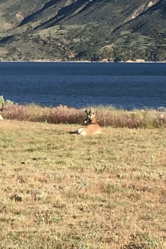 Antelope.jpg