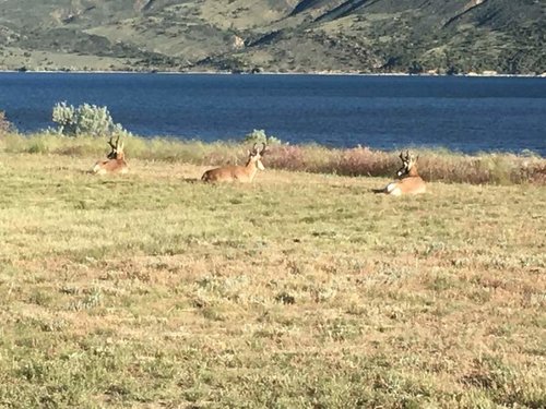 Antelope.jpg