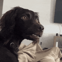 IMG_9338.gif